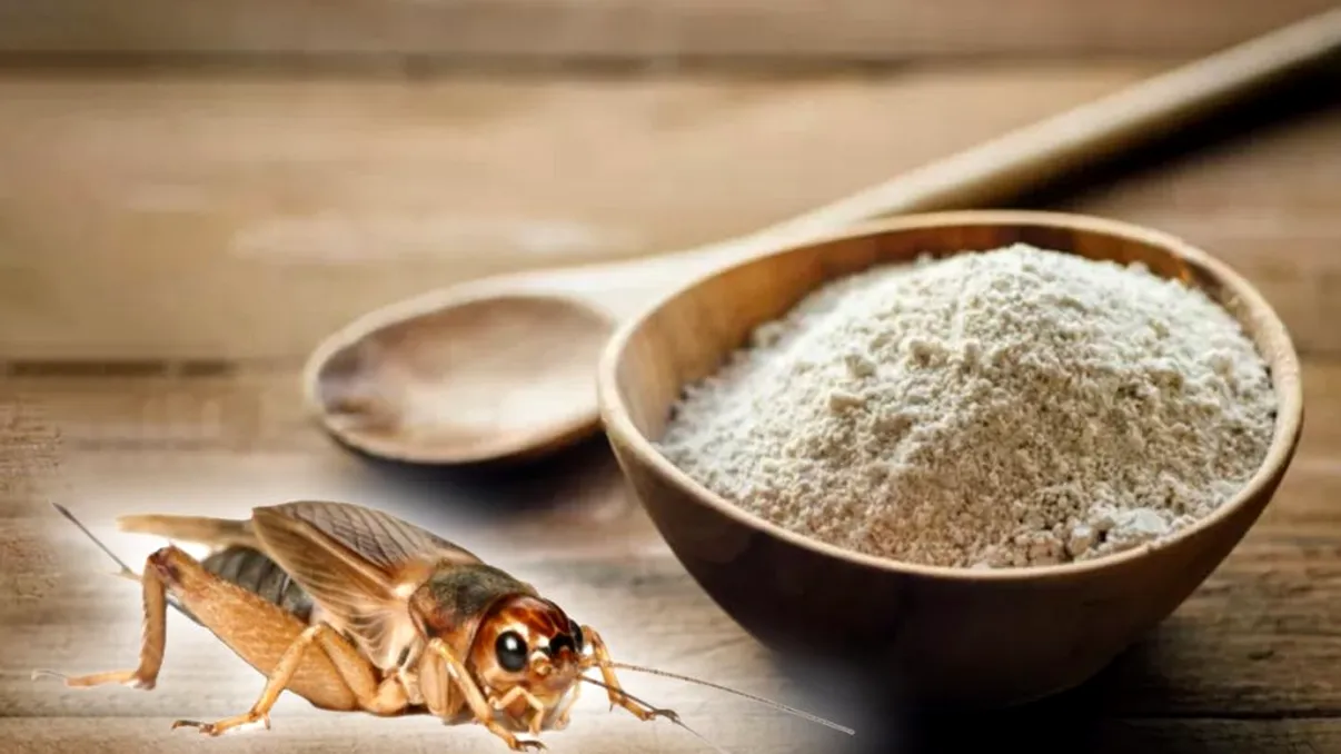 Din ce este făcută făina de greieri, de fapt. Procesul prin care trec insectele: „Îi adormim, apoi îi gătim 9 minute în apă fiartă”