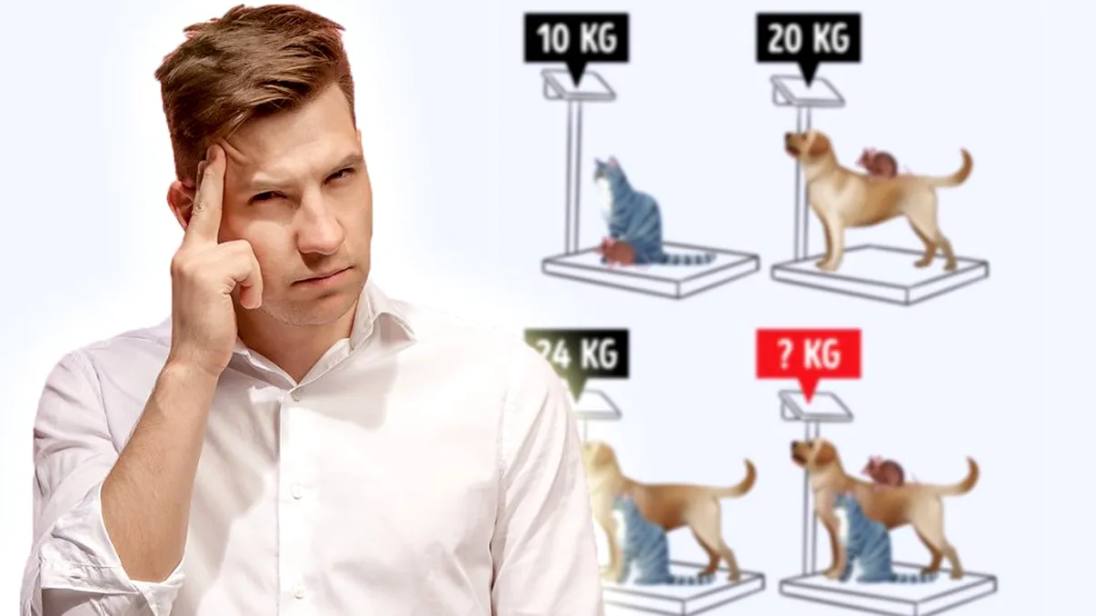 Testul de inteligență al săptămânii. Câte kilograme au împreună câinele, pisica și șoricelul?