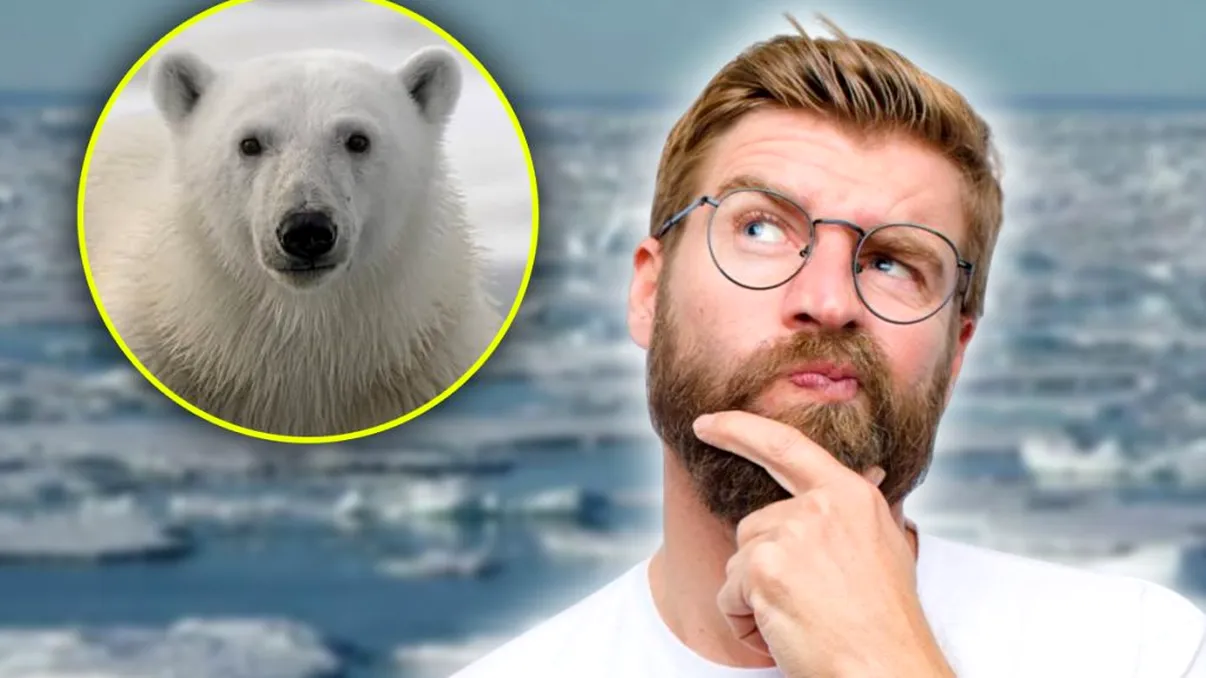 Testul de inteligenţă al weekendului. Unde se ascunde ursul polar în imagine? Recunoaşte, nu e uşor deloc!