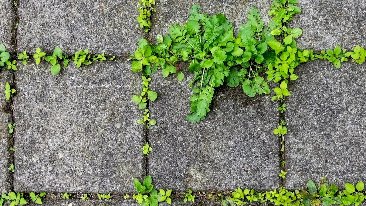Amestecul banal care te scapă de buruienile nedorite din curte. E simplu și ieftin