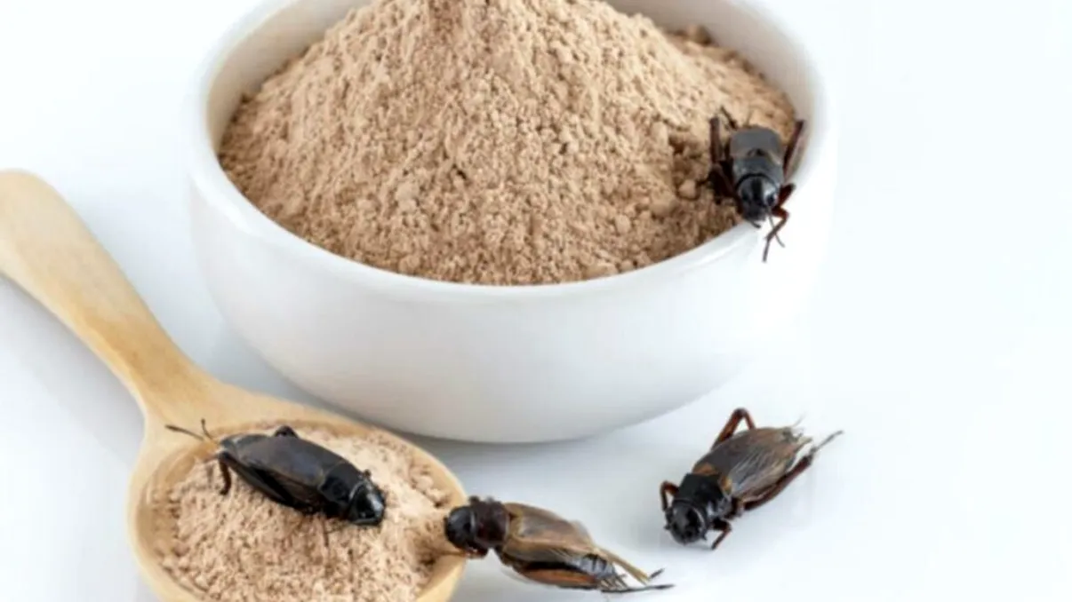 Cum recunoști alimentele cu făină de greier care vor ajunge la Lidl și Kaufland. Unde trebuie să te uiți