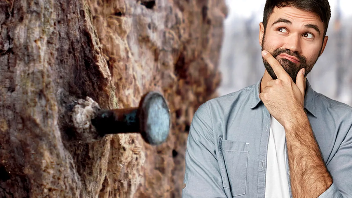 De ce se bat cuie ruginite în trunchiurile copacilor. Ce se întâmplă apoi VIDEO