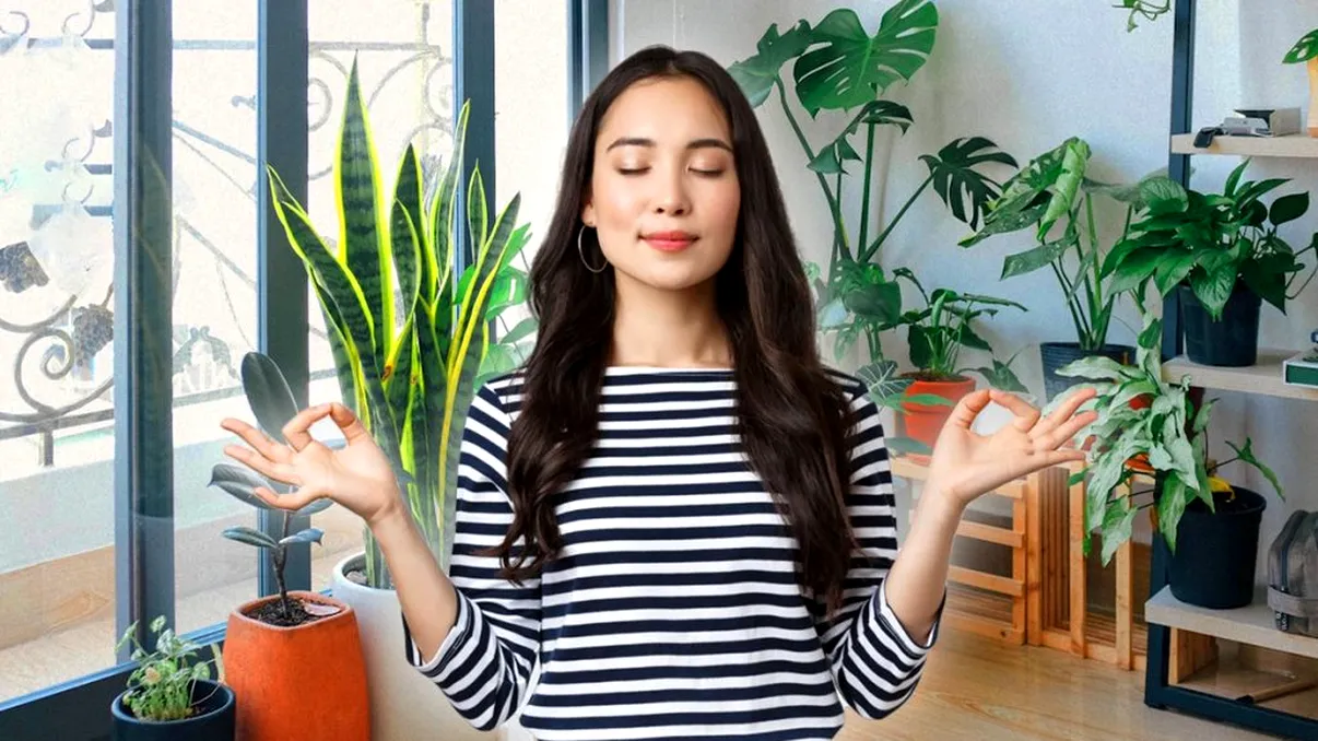 Planta de apartament care te scapă de stres. E bine să ai câte una în fiecare cameră