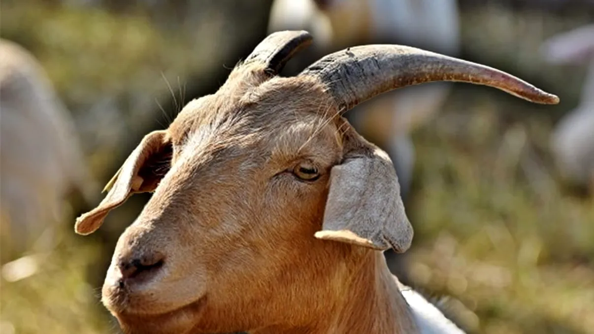 Ţapul tiran care a enervat toţi locuitorii unui sat. E vedetă locală, nimeni nu a scăpat de animalul buclucaş: „Ia rufele de pe sârme şi intră în casele oamenilor”