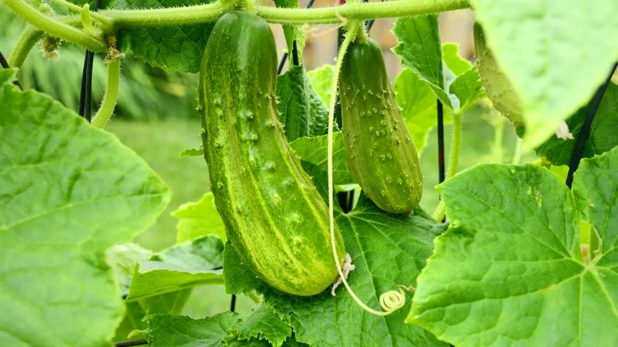 A stropit castraveţii cu acest lichid în primăvară şi au rodit până toamna târziu. Aşa făceau şi bunicii noştri