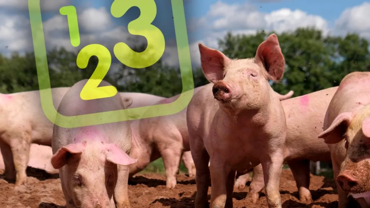 Câți porci vor avea voie românii să crească în gospodărie. Răsturnare de situație, decizia luată acum
