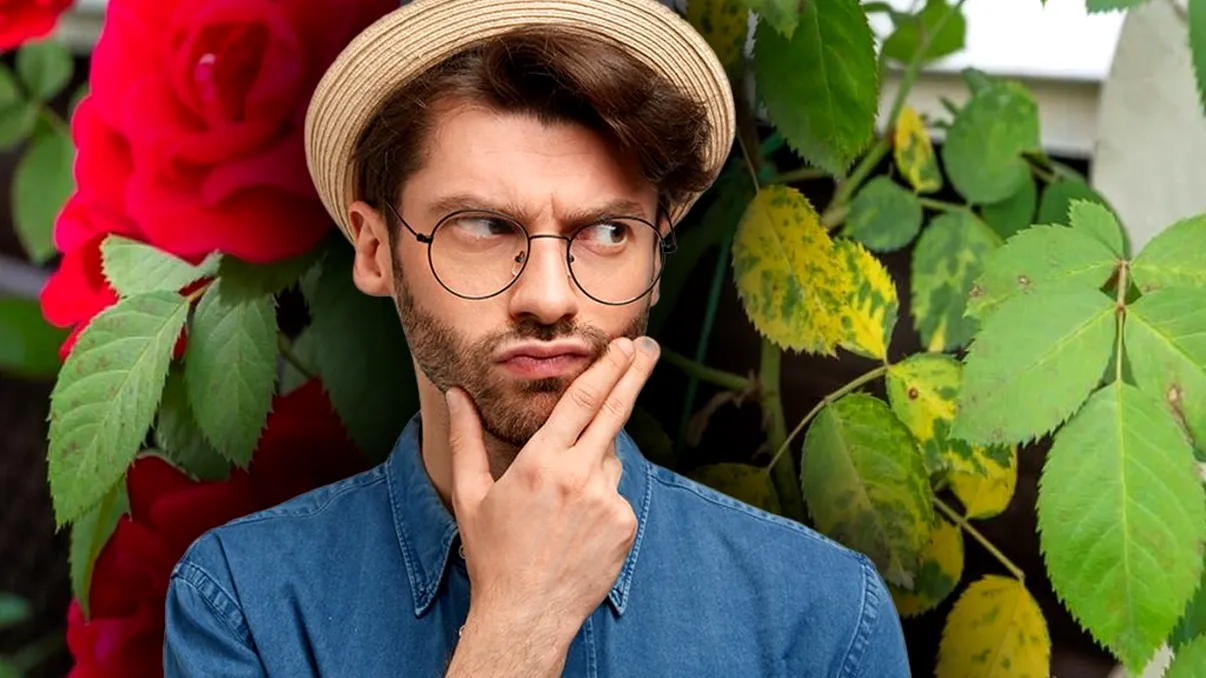 Ce să faci dacă frunzele trandafirului devin galbene. Trucul prin care le recapeți culoarea