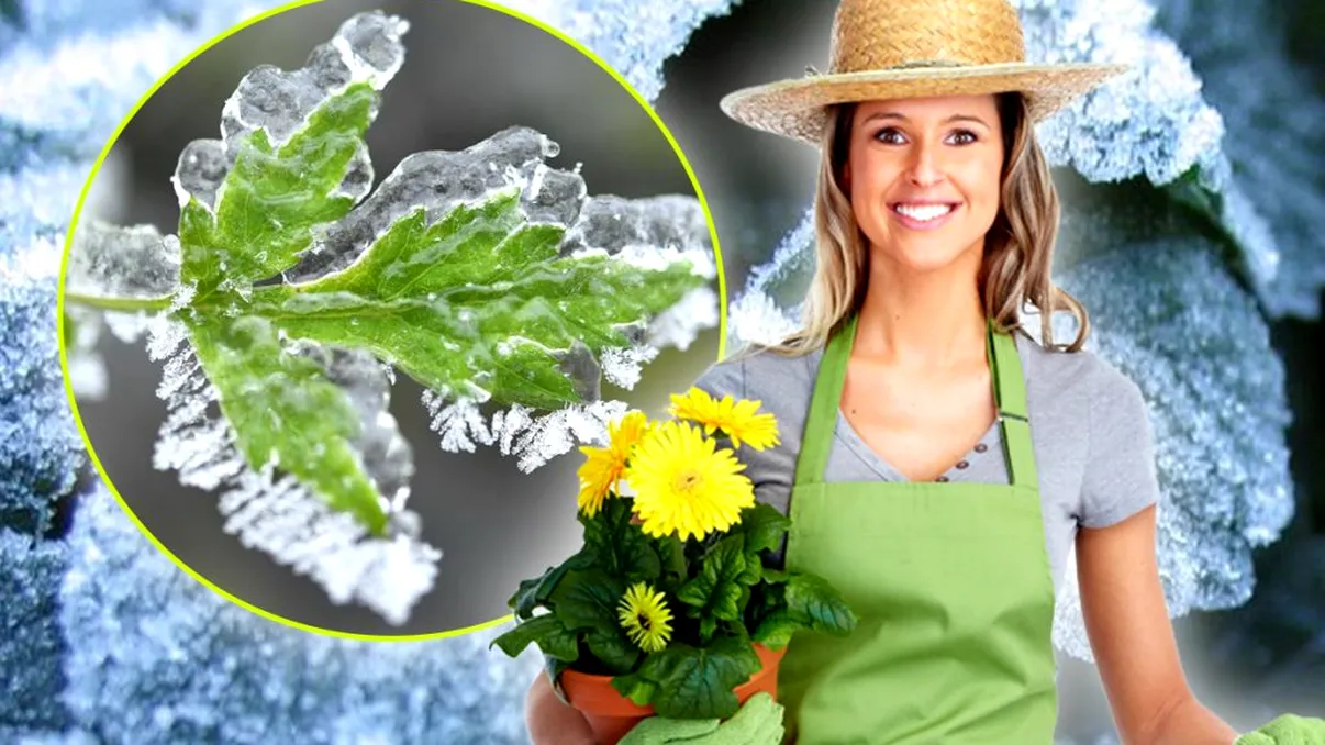 Cum salvezi plantele îngheţate de vortexul polar. Aşa le readuci la viaţă dacă le-ai uitat afară, nu le arunca!