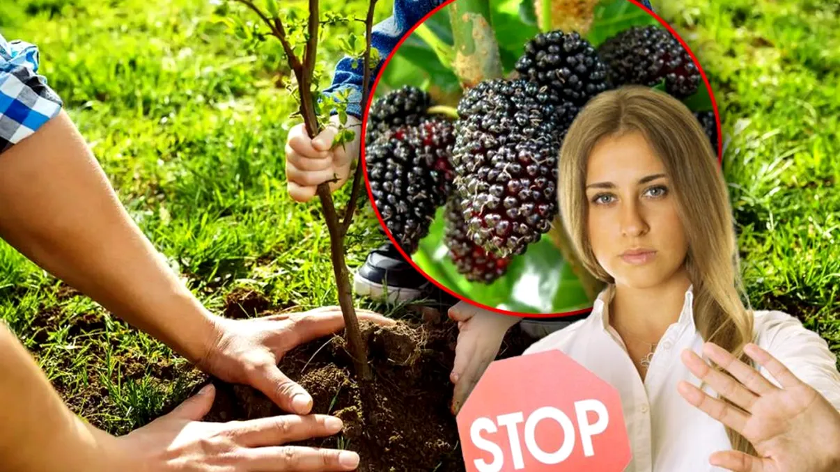 De ce să nu plantezi agud în curte. Motivul pentru care dudul este periculos, vei regreta enorm