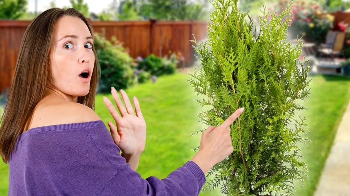 De ce să nu plantezi tuia în curtea ta, de fapt. Detaliul de care nu aveai habar