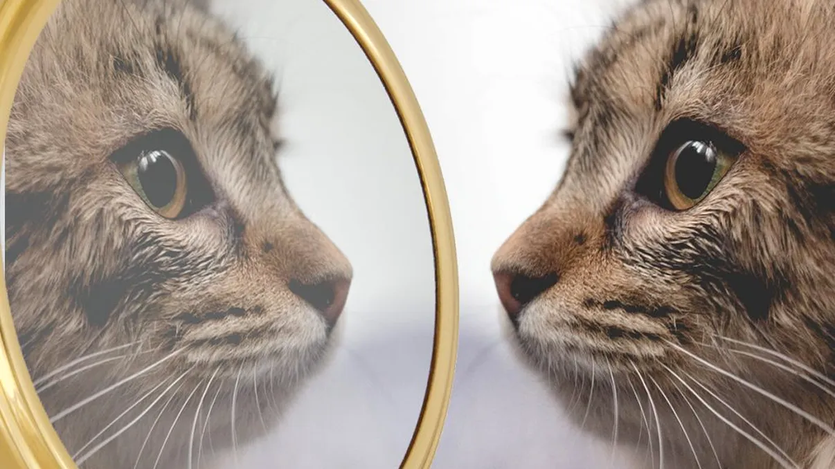 De ce se uită pisicile mereu în oglindă. Ce văd, de fapt, simpaticele animăluţe