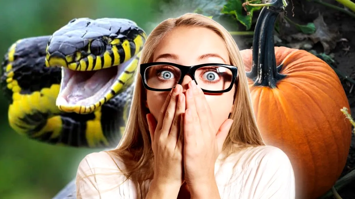 Dovleacul-șarpe ia grădinile românilor cu asalt. Cum arată şi ce gust are, a fost creat la Buzău