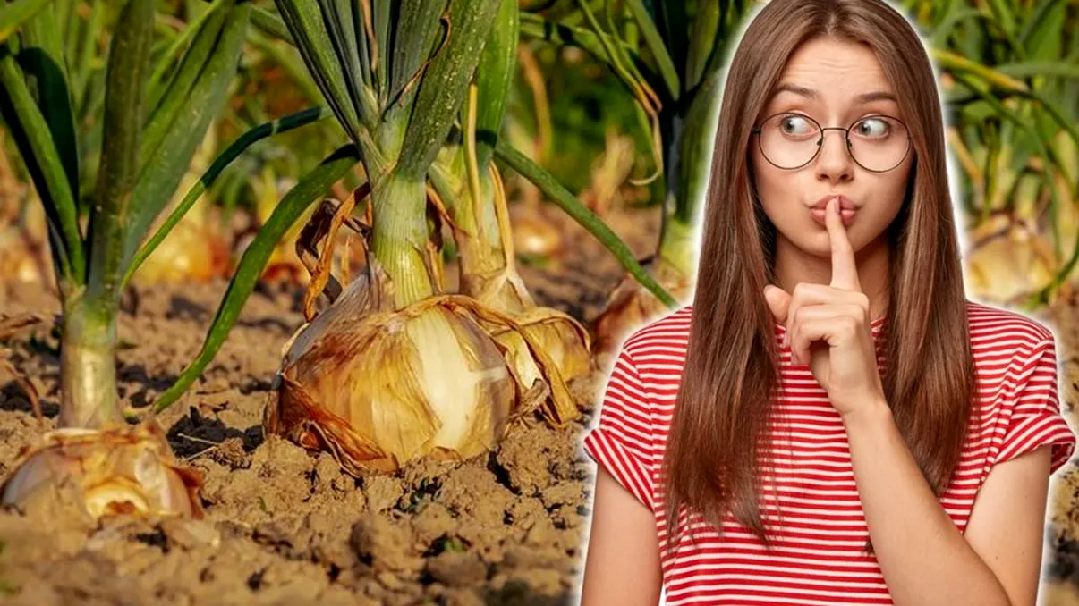La ce distanță se plantează ceapa, de fapt. Secretul prin care vei avea o recoltă bogată