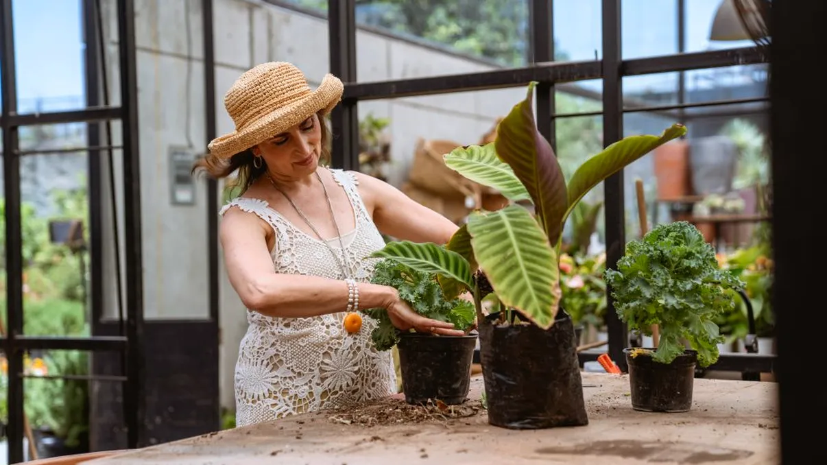 Plantele care îți aduc fericirea în apartamentul tău. Vei avea mare noroc și mulți bani