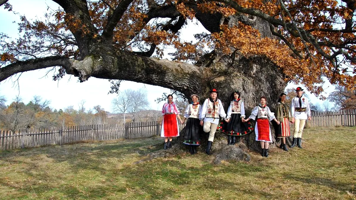Copacii din România care nu vor mai putea fi tăiaţi. Amenzile vor fi usturătoare