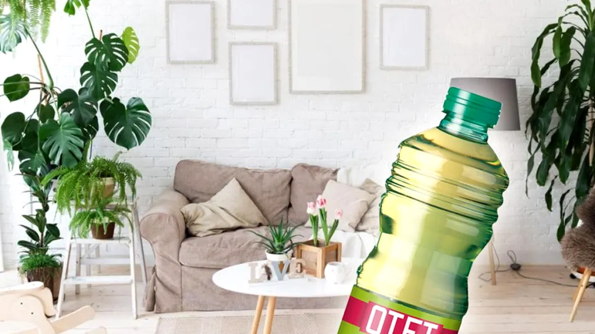 Amestecul cu oțet pentru plantele tale de apartament. Vor fi mai sănătoase ca niciodată