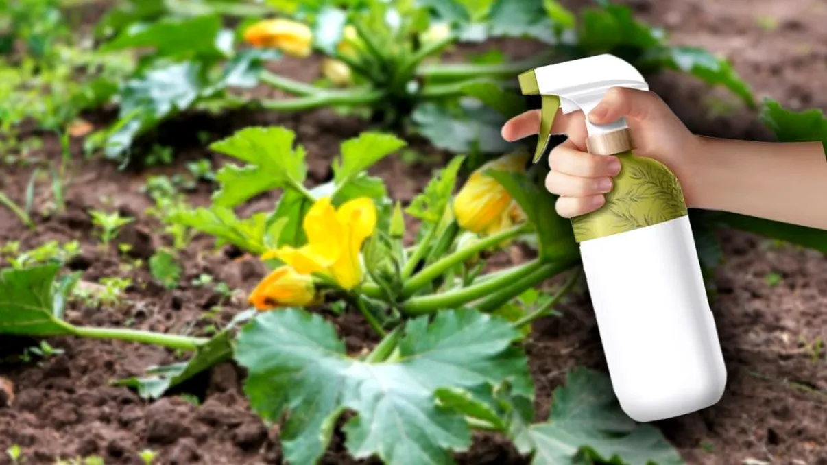 Amestecul puternic cu care să stropești dovleceii în curtea ta. Vei avea cea mai bogată recoltă