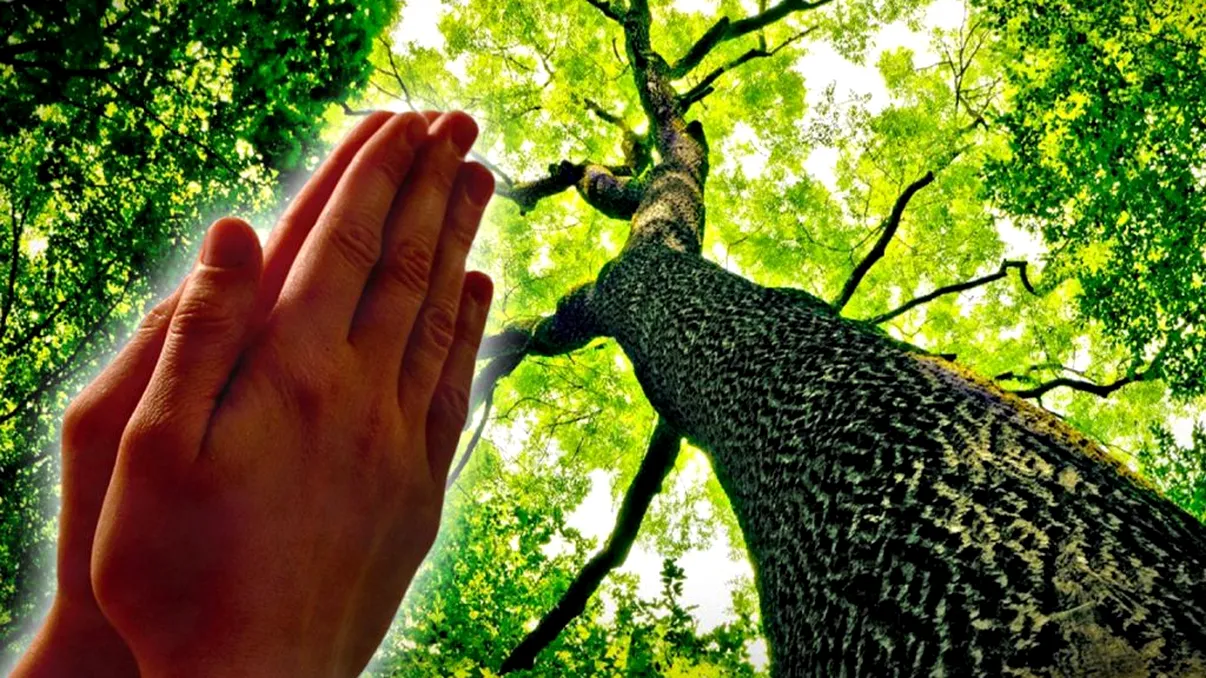 Ce a apărut pe trunchiul unui copac a lăsat trecătorii fără cuvinte. Credincioşii au început să se roage imediat, ce spun cârcotaşii