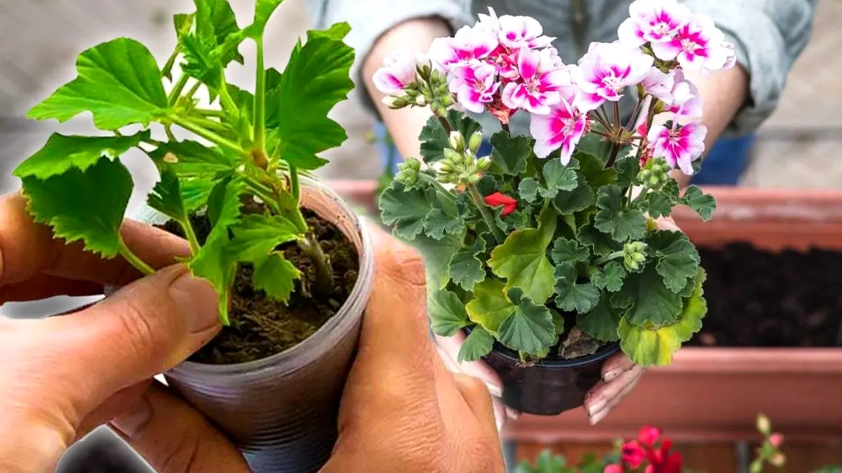 Ce trebuie să faci pentru a avea mușcate înflorite toată vara. Toţi te vor lăuda, secretul e banal