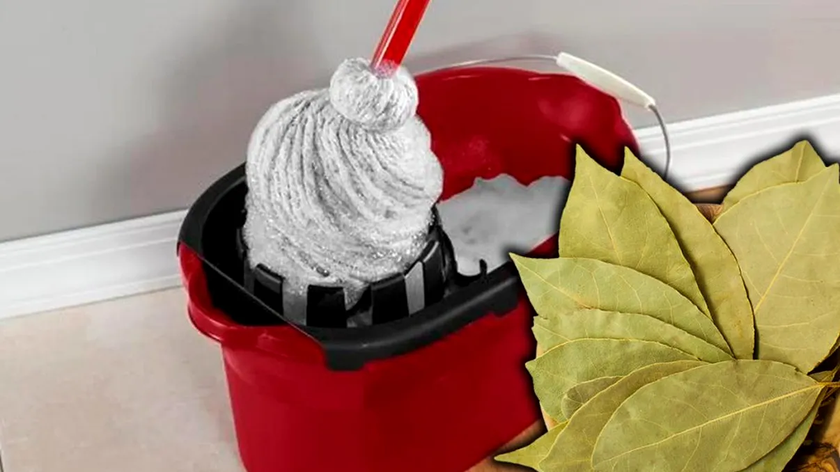 De ce să pui 5 frunze de dafin în găleata pentru mop. Trucul care are rezultate excelente