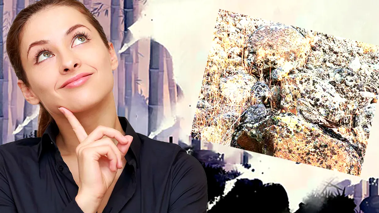 Iluzia optică pentru oamenii cu vedere excelentă. Găsești pasărea ascunsă printre pietre în 20 de secunde?