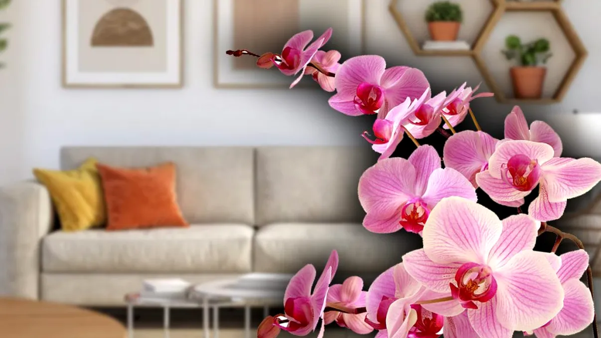 De ce nu înflorește orhideea ta din ghiveci. Ce sfaturi îți oferă experții în grădinărit