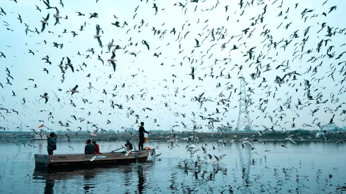 Pasărea care poate să zboare timp de un an fără să revină pe sol. Cum este posibil așa ceva