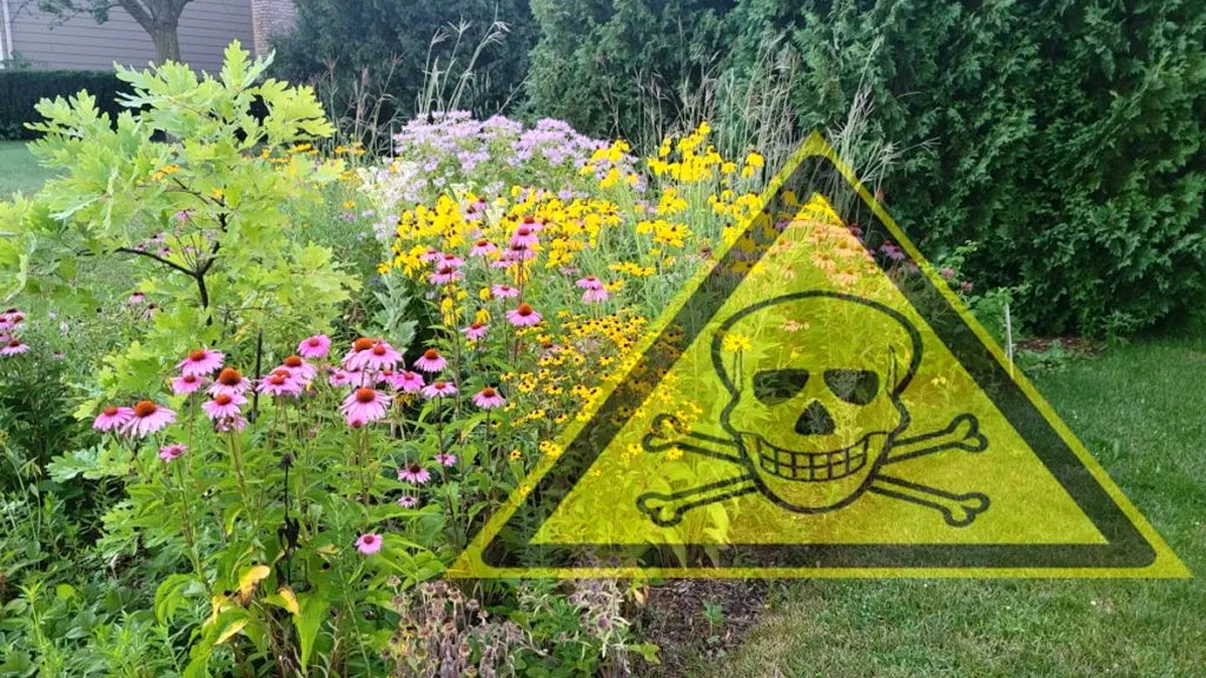 Planta otrăvitoare pe care mulți români o au în grădină. Mare atenție, trebuie să scapi imediat de ea