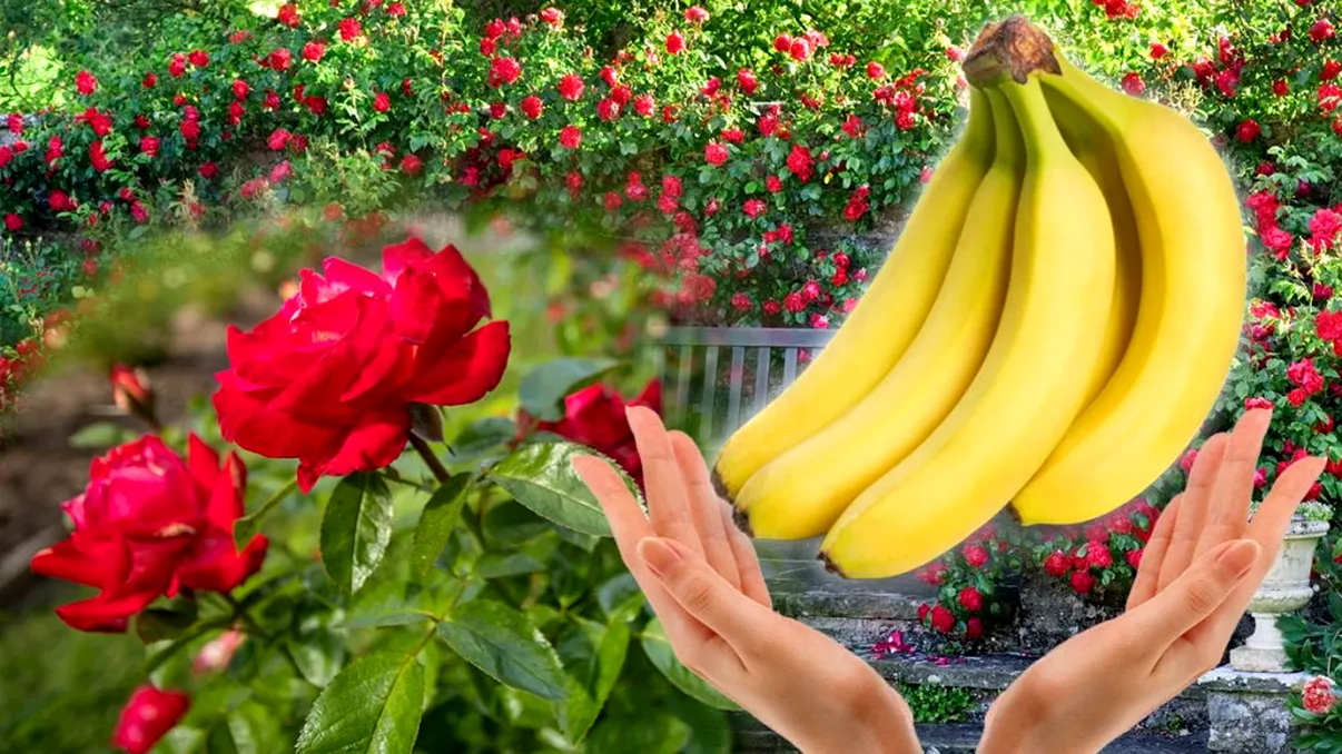 Trucul cu o banană care te ajută să ai trandafiri înfloriţi până la toamnă. Vecinii te vor invidia