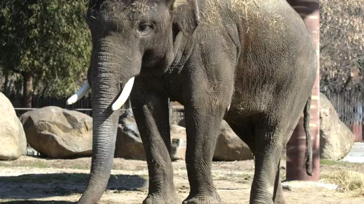 Decizia radicală luată de Kiev. Motivul pentru care animalele au început să fie tratate cu antidepresive