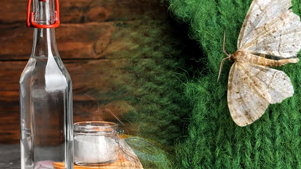 Amestecul cu oțet care te scapă definitiv de molii. Ce trebuie să faci în casa ta