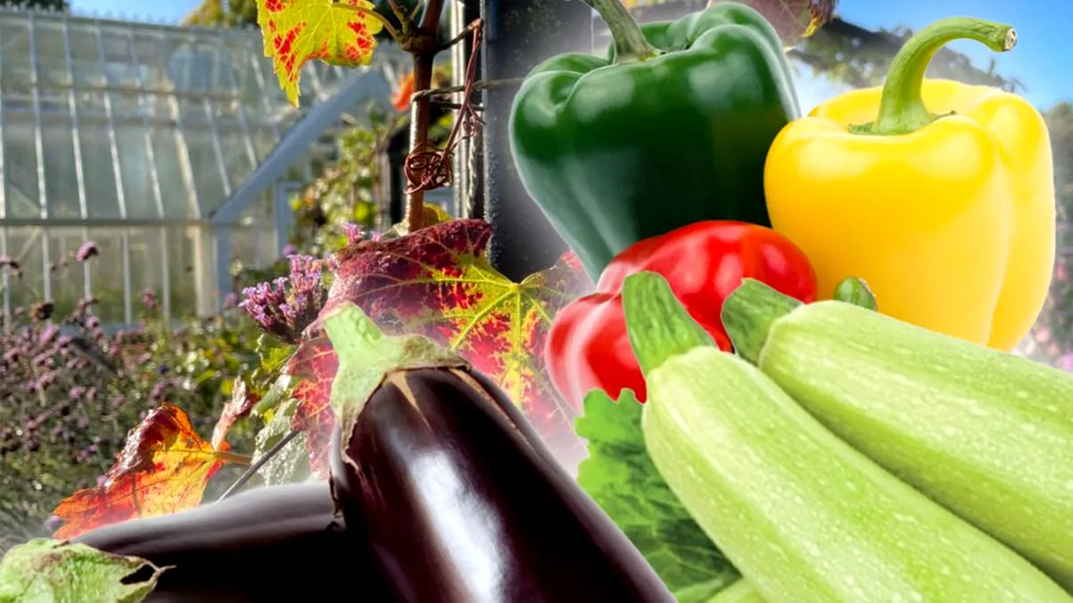 Ce să faci cu vinetele, ardeii şi dovleceii din grădina la început de iulie. Aşa te vei bucura de o recoltă importantă
