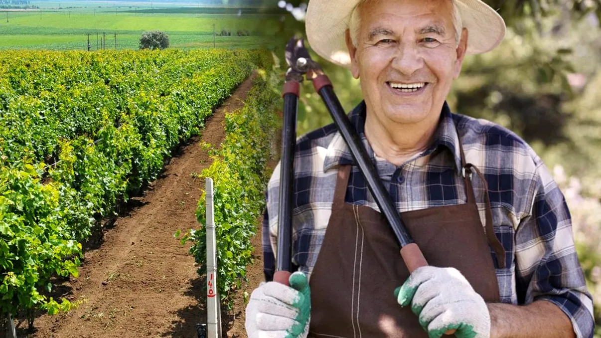 Ce să faci cu viţa de vie în luna iulie. Aşa vei avea struguri mulţi, vei fi invidiat de vecin