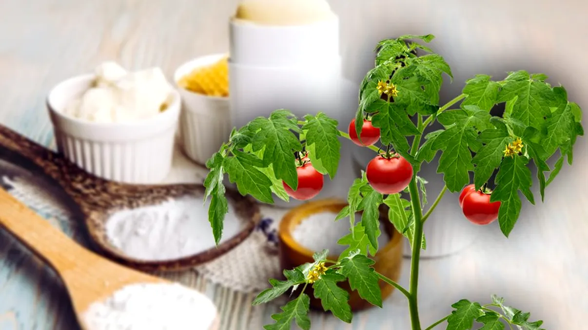 Ingredientul din bucătărie care este cel mai bun îngrășământ pentru roșiile din grădina ta. Face minuni și e ieftin