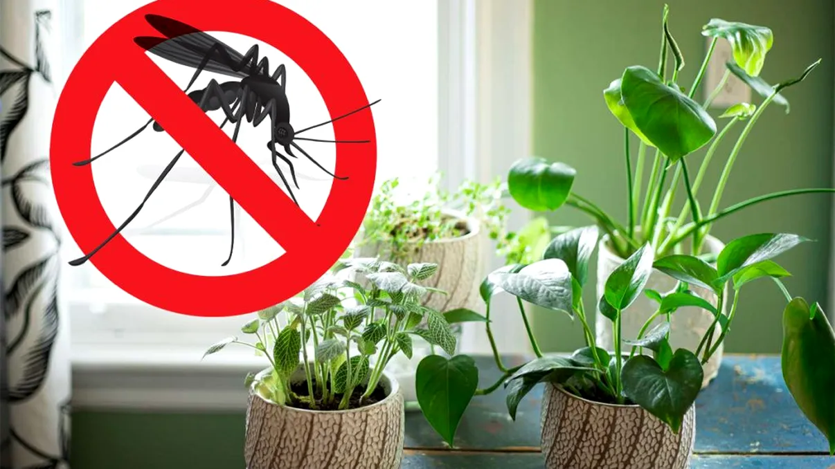 Planta banală care te scapă de ţânţari. Ţine-o la geam sau chiar în grădină!