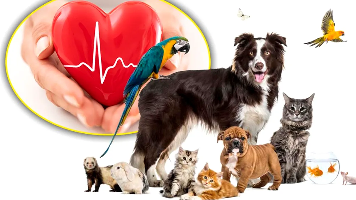 Singurul animal care îşi poate da seama dacă eşti grav bolnav. Foarte mulţi români îl au deja acasă