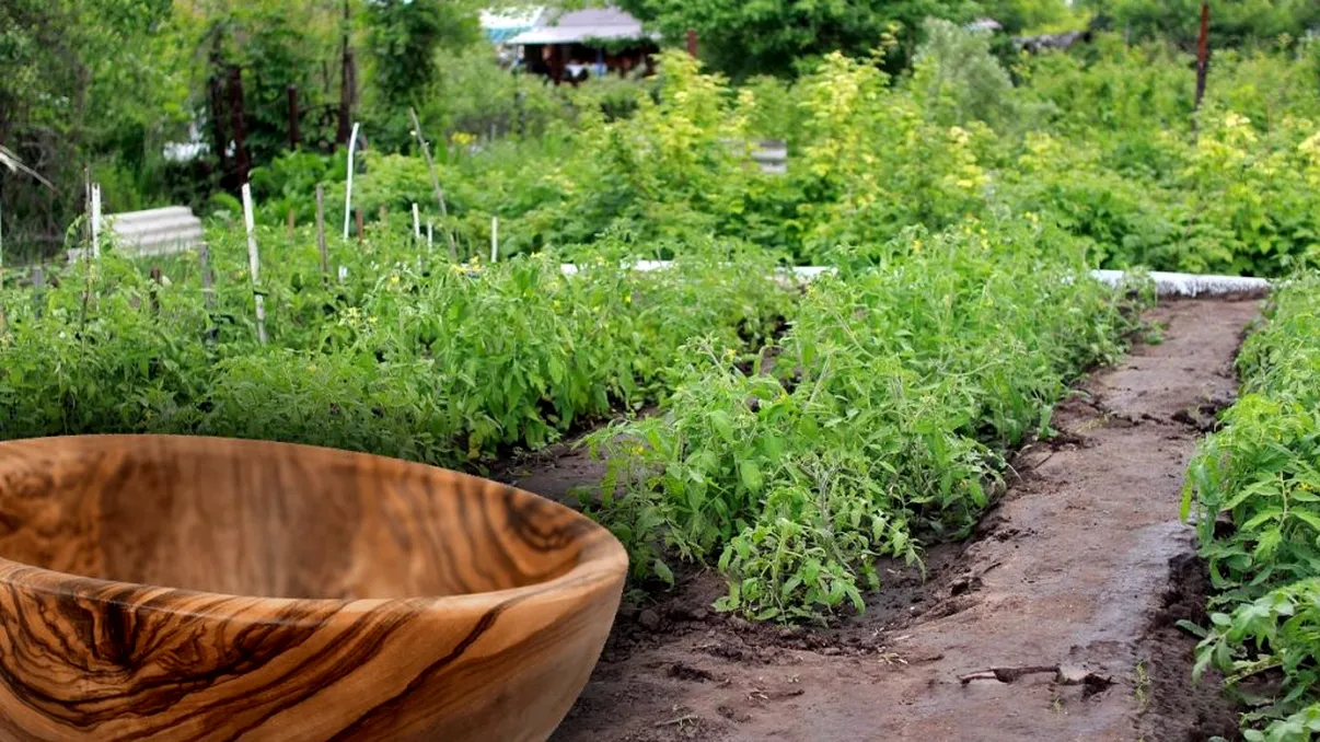 Amestecul cu stafide care face minuni pentru legumele din curte. Este cel mai bun îngrășământ