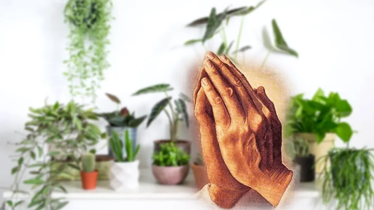 Ce plantă de apartament se ”roagă” ca să ai noroc și belșug. Face minuni, trebuie neapărat să o ai în casă