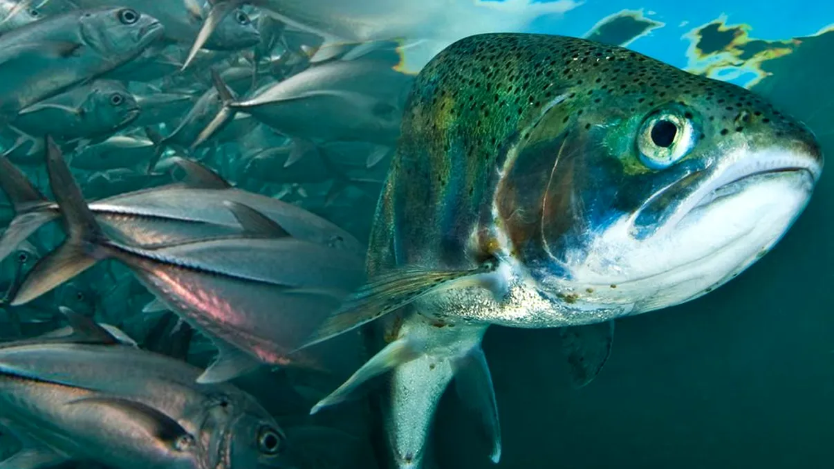 Cel mai rar peşte din lume trăieşte în România. Cum arată, mulţi se sperie când îl văd
