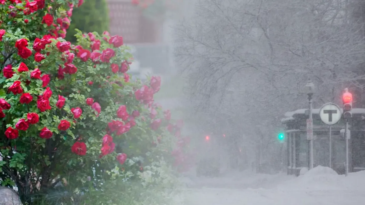 Cum să pregătești trandafirii pentru iarnă. Secretul prin care protejezi florile de îngheț