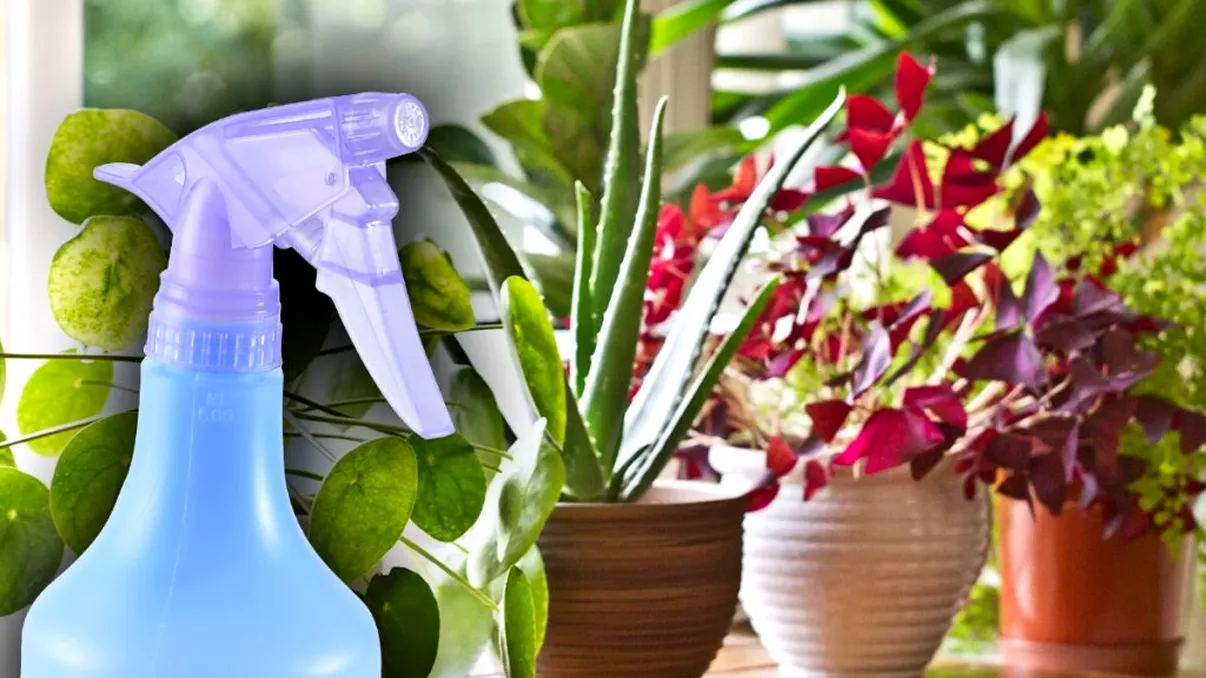 De ce să stropești florile din ghiveci cu apă oxigenată. Secretul pe care nimeni nu ți l-a spus până acum