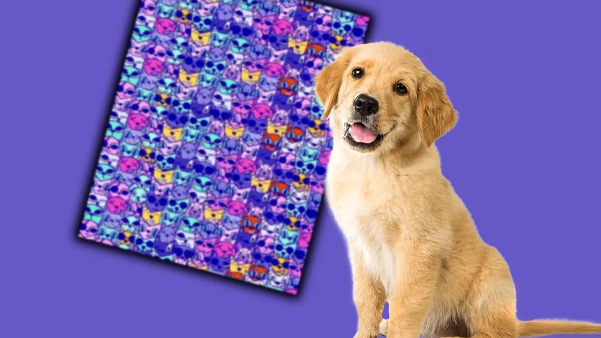 Test special de perspicacitate. Poţi găsi câinele ascuns printre pisici?