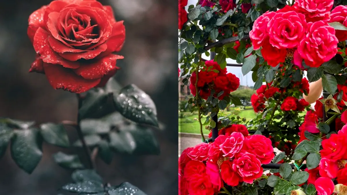 Așa ai trandafiri frumoși toată toamna. Trucul florarilor pentru o grădină luxuriantă