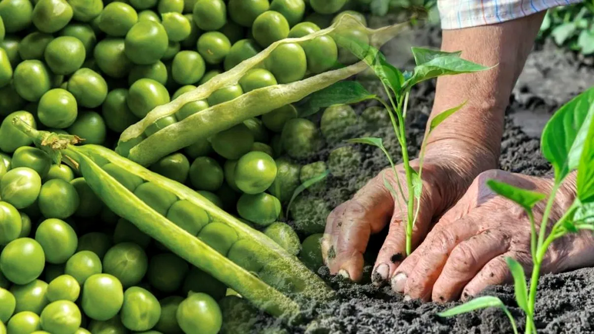 Ce să plantezi lângă mazăre pentru o recoltă invidiată de toţi. Bunicii noştri ştiu acest truc de ani de zile