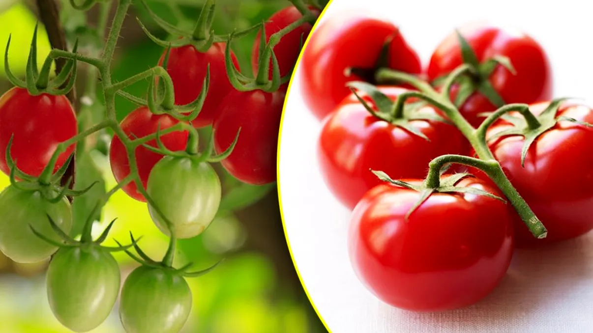 Ce să presari la rădăcina roșiilor ca să fie mai dulci. Ingredientul secret pentru o recoltă gustoasă