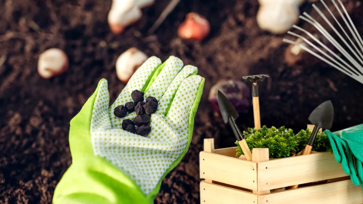 Florile pe care e bine să le plantezi toamna în grădină. Sunt frumoase și admirate de toată lumea