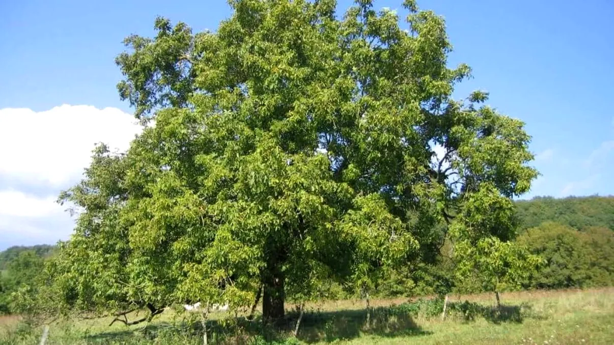 Care este cel mai periculos copac din România. Să nu stai niciodată sub el când e caniculă