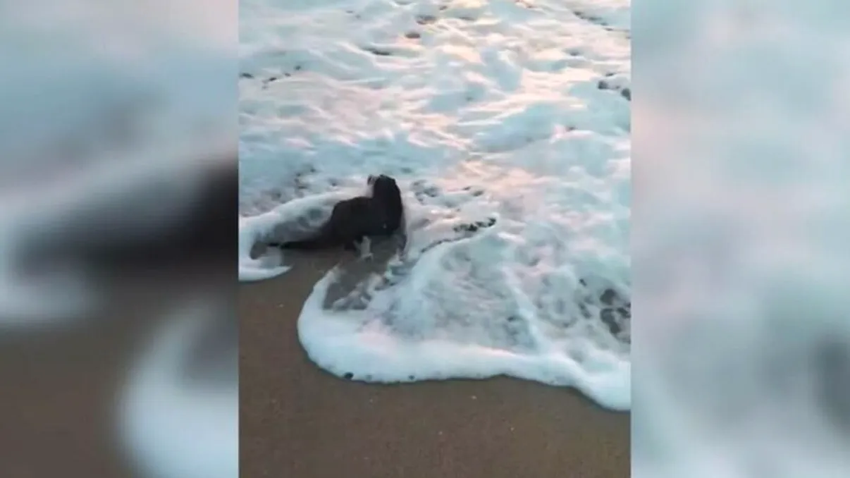 Apariție bizară pe plaja de la Eforie Nord. Turiștii au înlemnit când au văzut: ”Nu este un animal foarte prietenos cu omul“