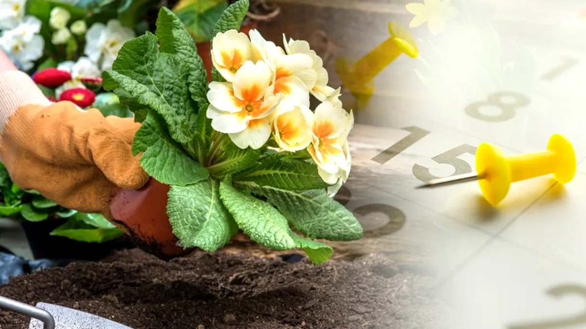 5 soiuri de flori pe care să le plantezi la final de septembrie. Secretul specialiștilor în grădinărit