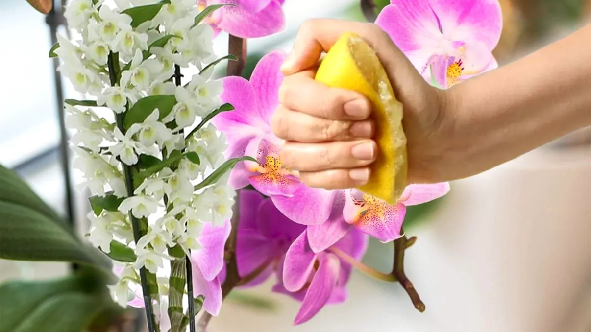 A picurat suc de lămâie peste orhidee şi totul s-a schimbat în doar câteva zile. Trucul floriştilor de top